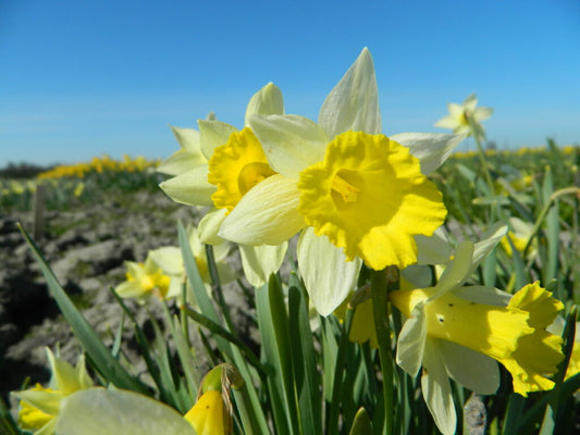 NEW: Daffodil 'Topolino'