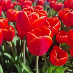 Tulipa Verandi NEW