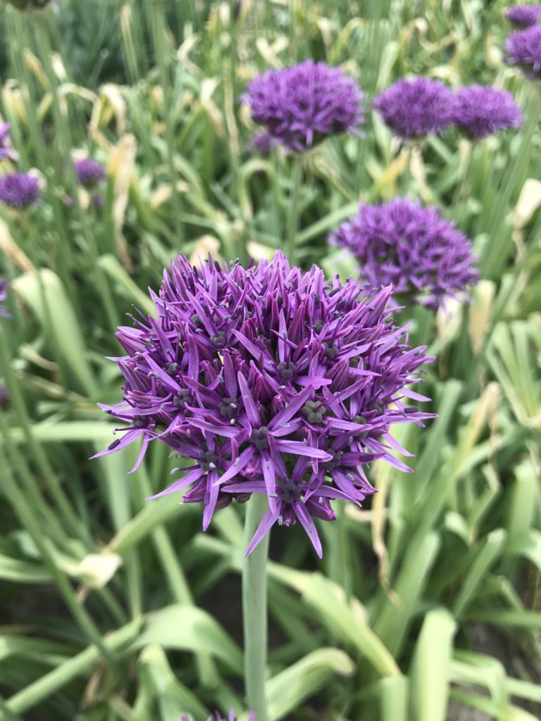 Allium 'Violet beauty'