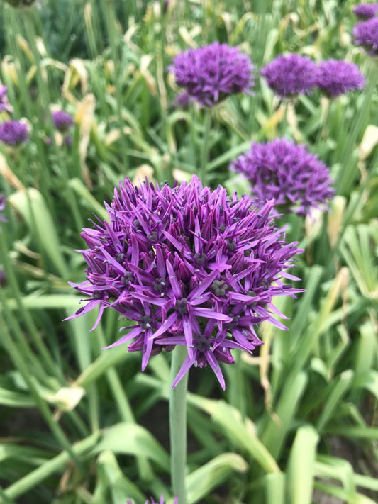 Allium 'Violet beauty'
