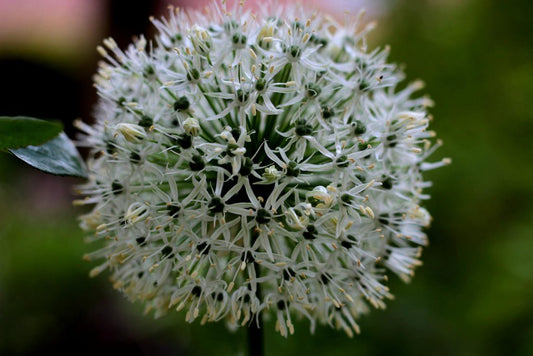 Allium ameloprasum 'Ping Pong'