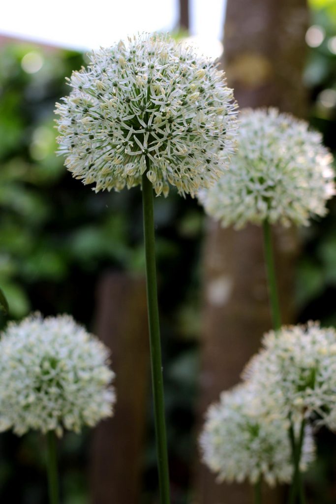 Allium ameloprasum 'Ping Pong'
