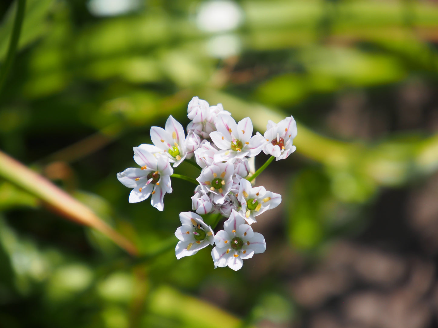 Allium Neapolitanum