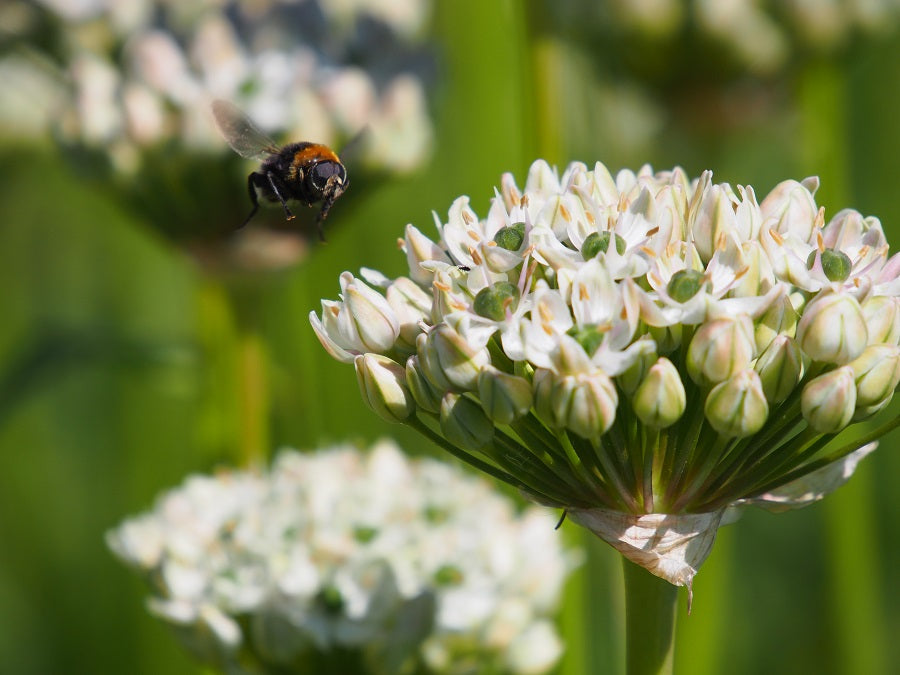 Allium Nigrum (black garlic)