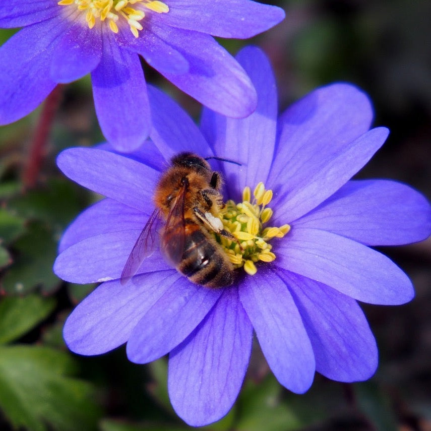 Anemone Blanda