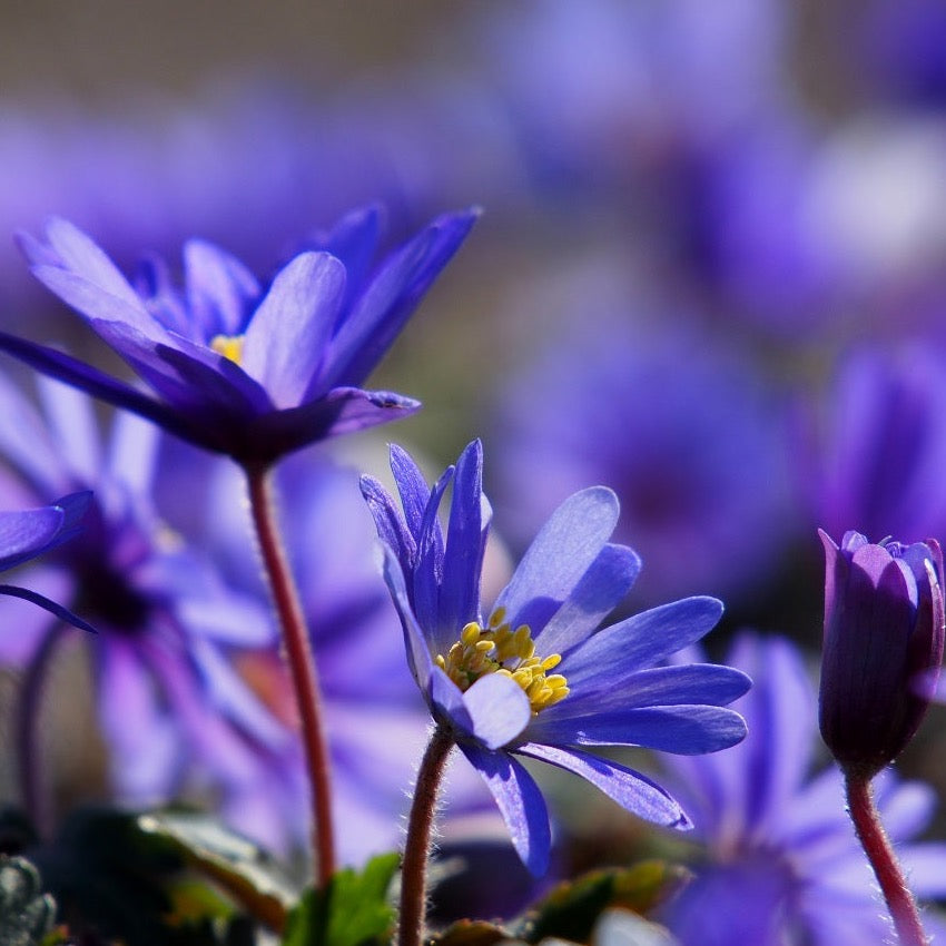 Anemone Blanda