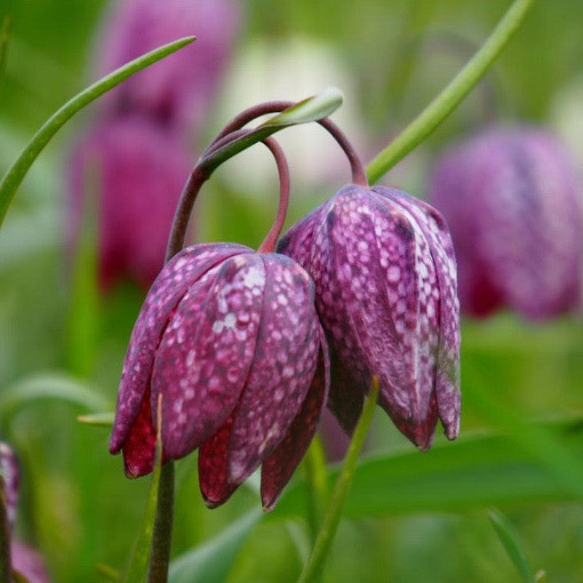 Fritillaria meleagris