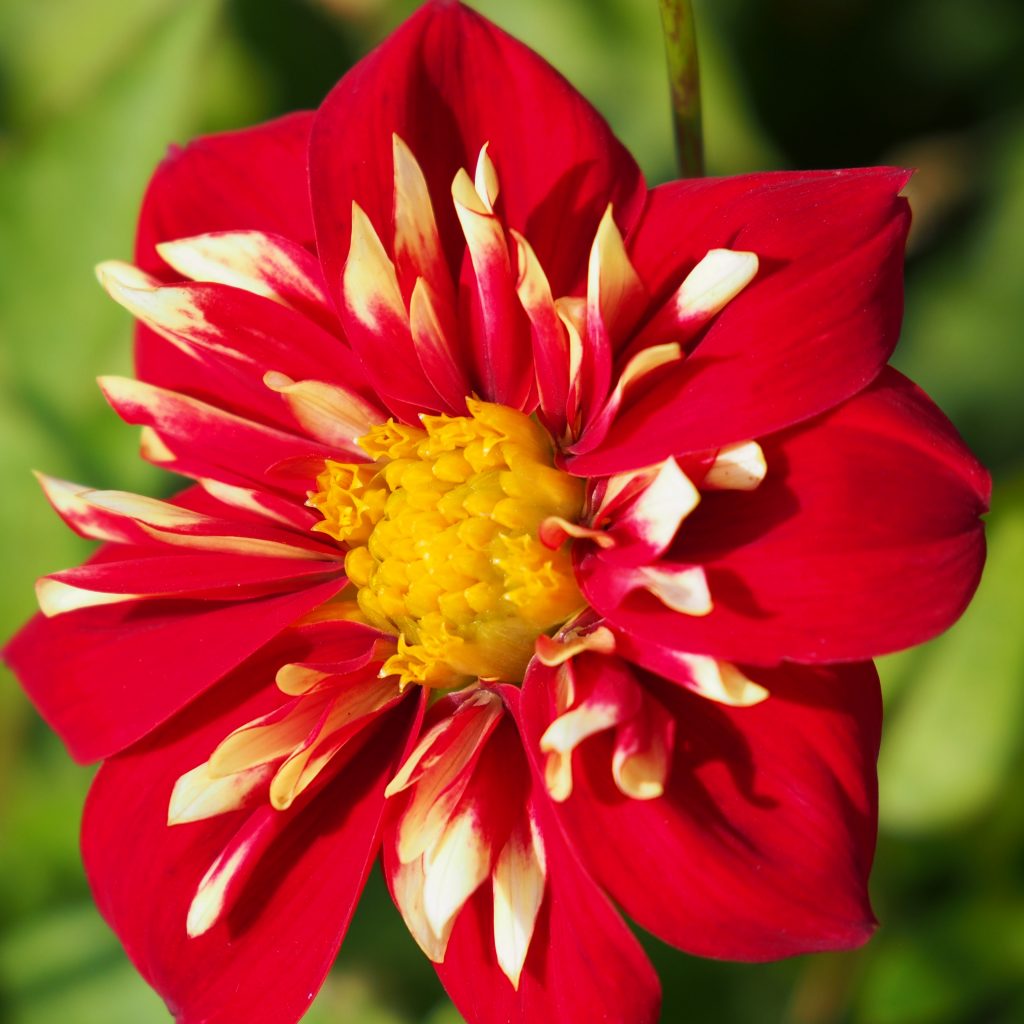 Dahlia Impression Festivo