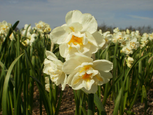 Daffodil 'Bridal Crown'