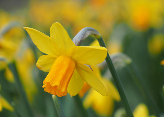 Daffodil 'Jetfire'