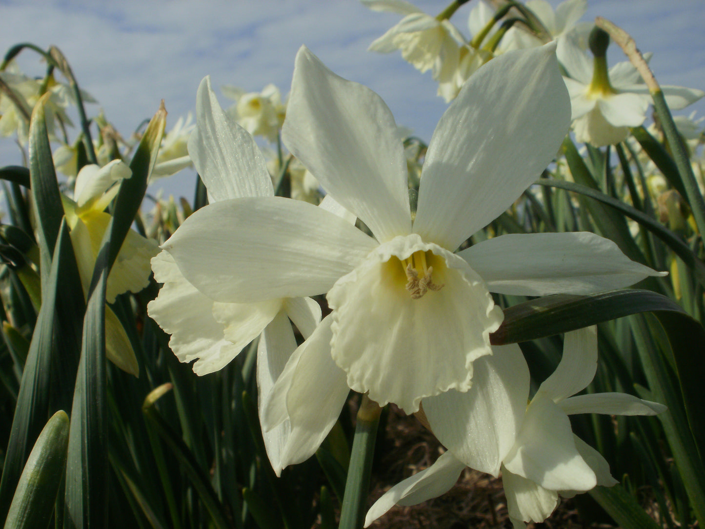 Daffodil 'Thalia'