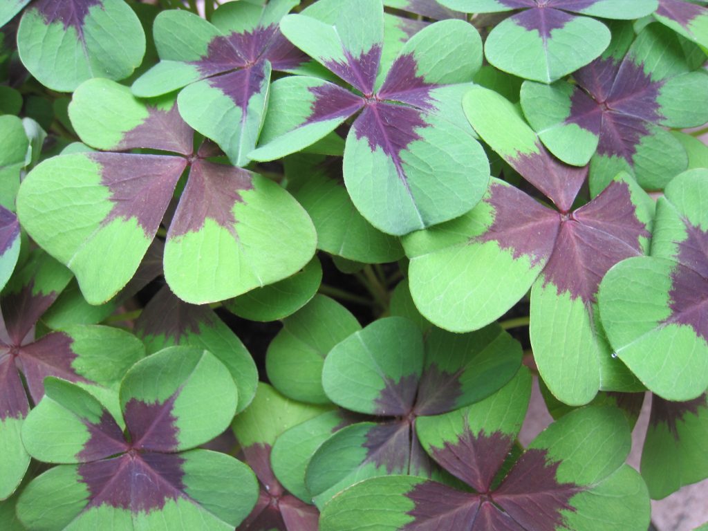 Oxalis deppei 'Iron Cross'