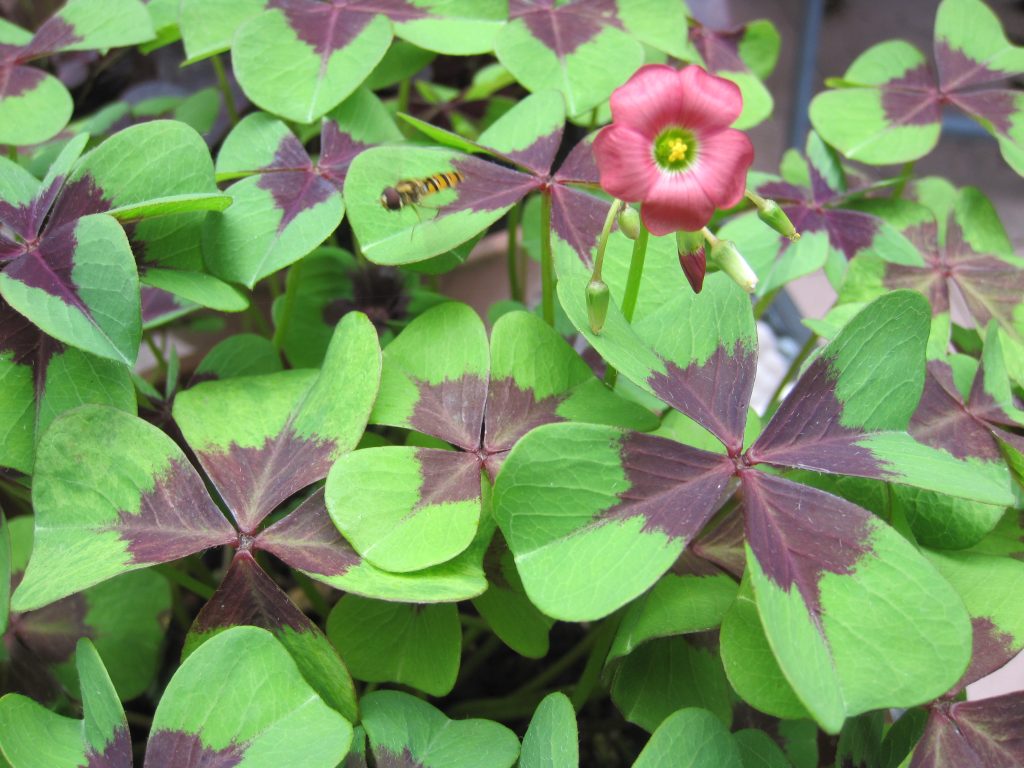 Oxalis deppei 'Iron Cross'