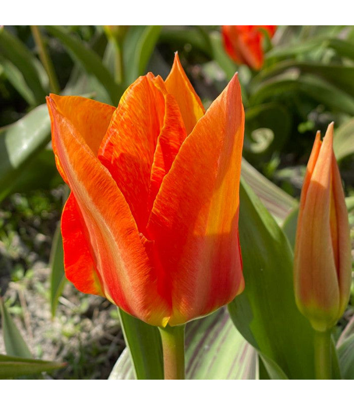 Tulipa 'Willemijn' (H)