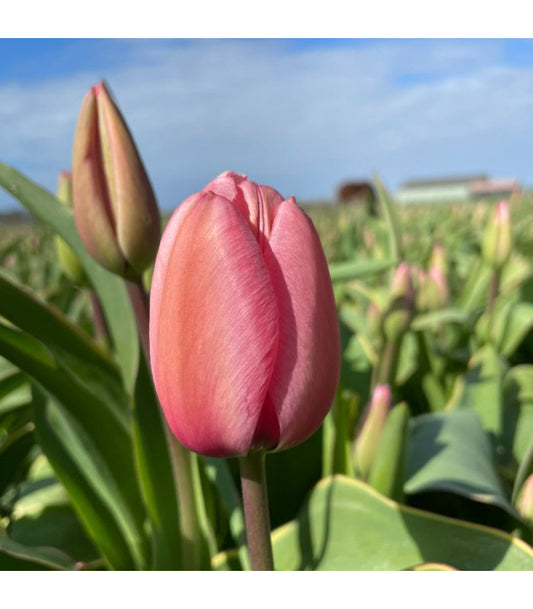 Tulipa 'Design Impression' (H)