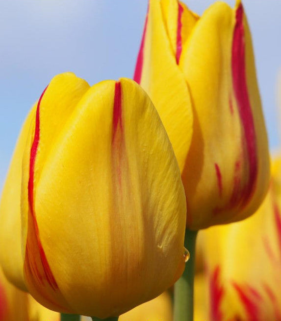 Tulipa 'Freedom Flame'
