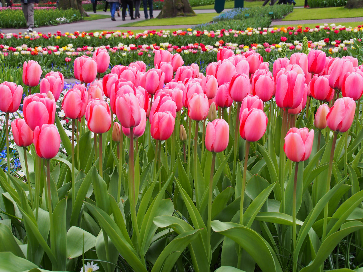 Tulipa 'Pink Impression' (H)