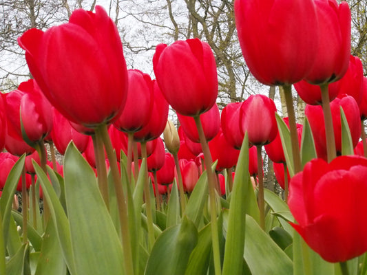 Tulipa 'Red Impression' (H)