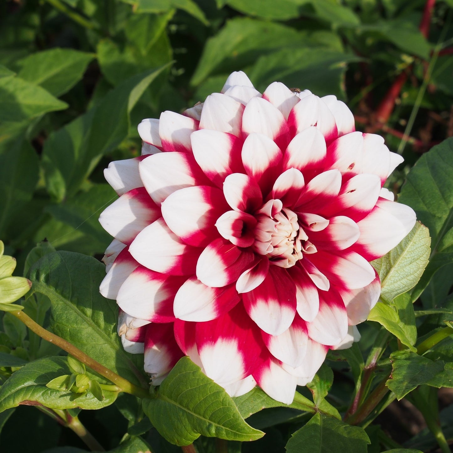 Dahlia Duet - only a few left