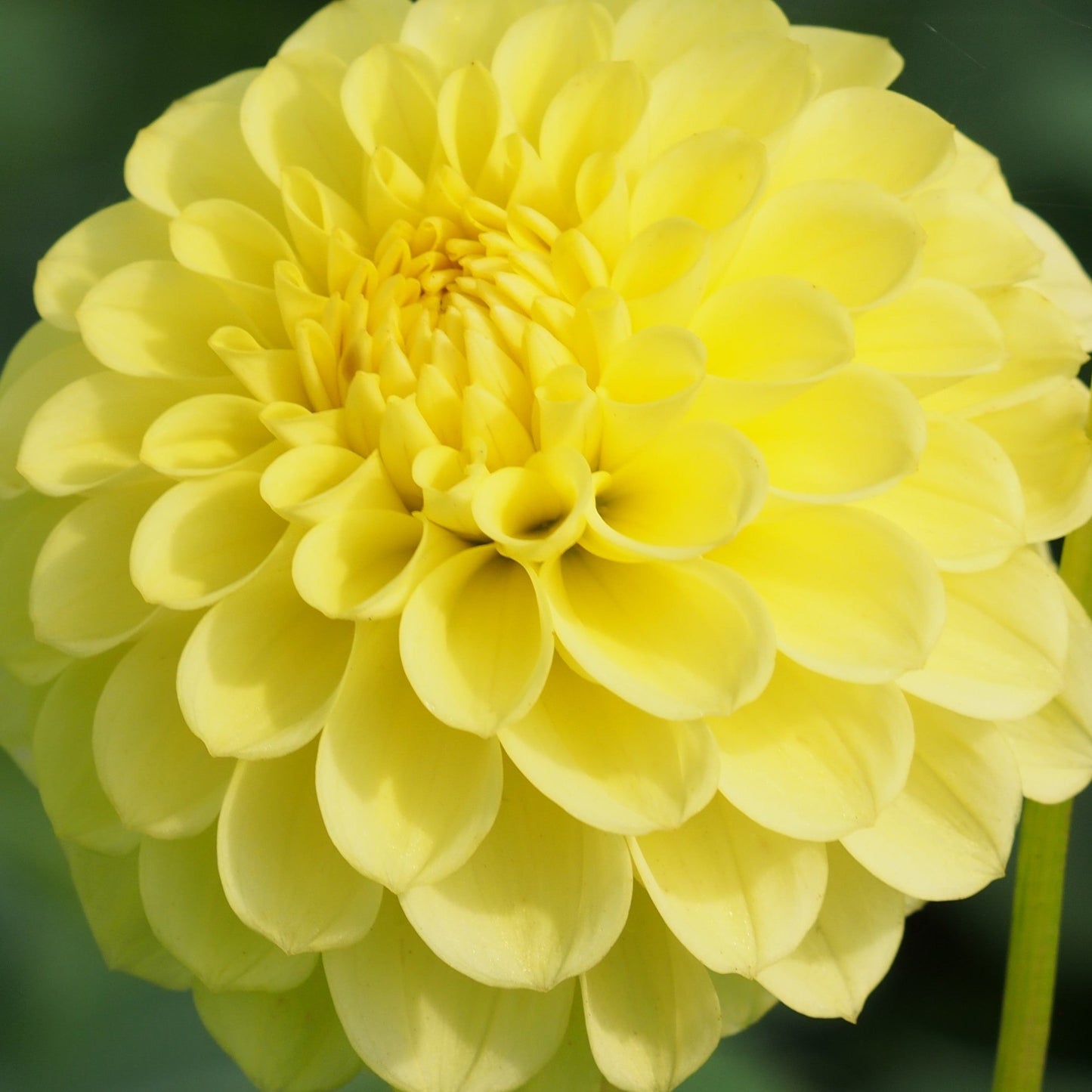 Dahlia Golden Torch
