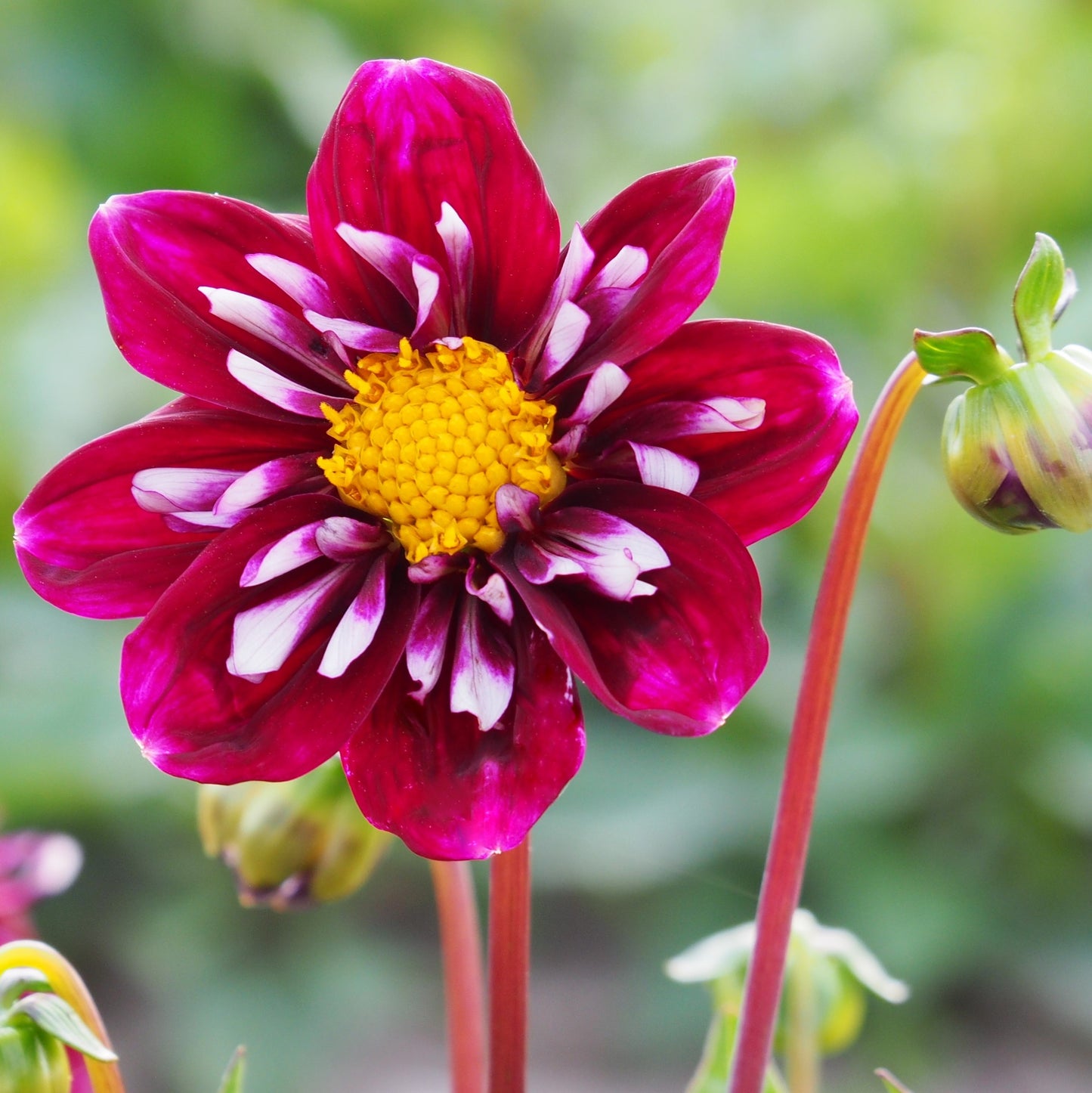 Dahlia Impression fantastico