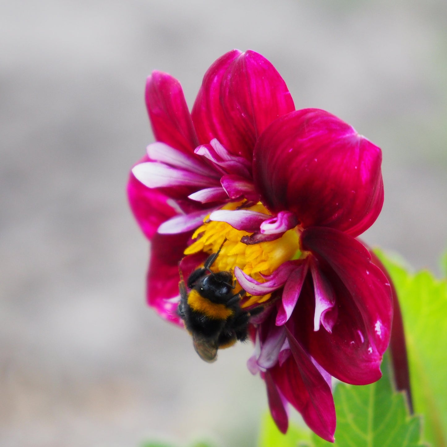 Dahlia Impression fantastico