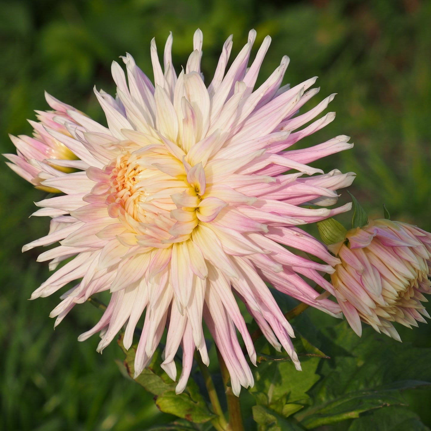 Dahlia Kiev