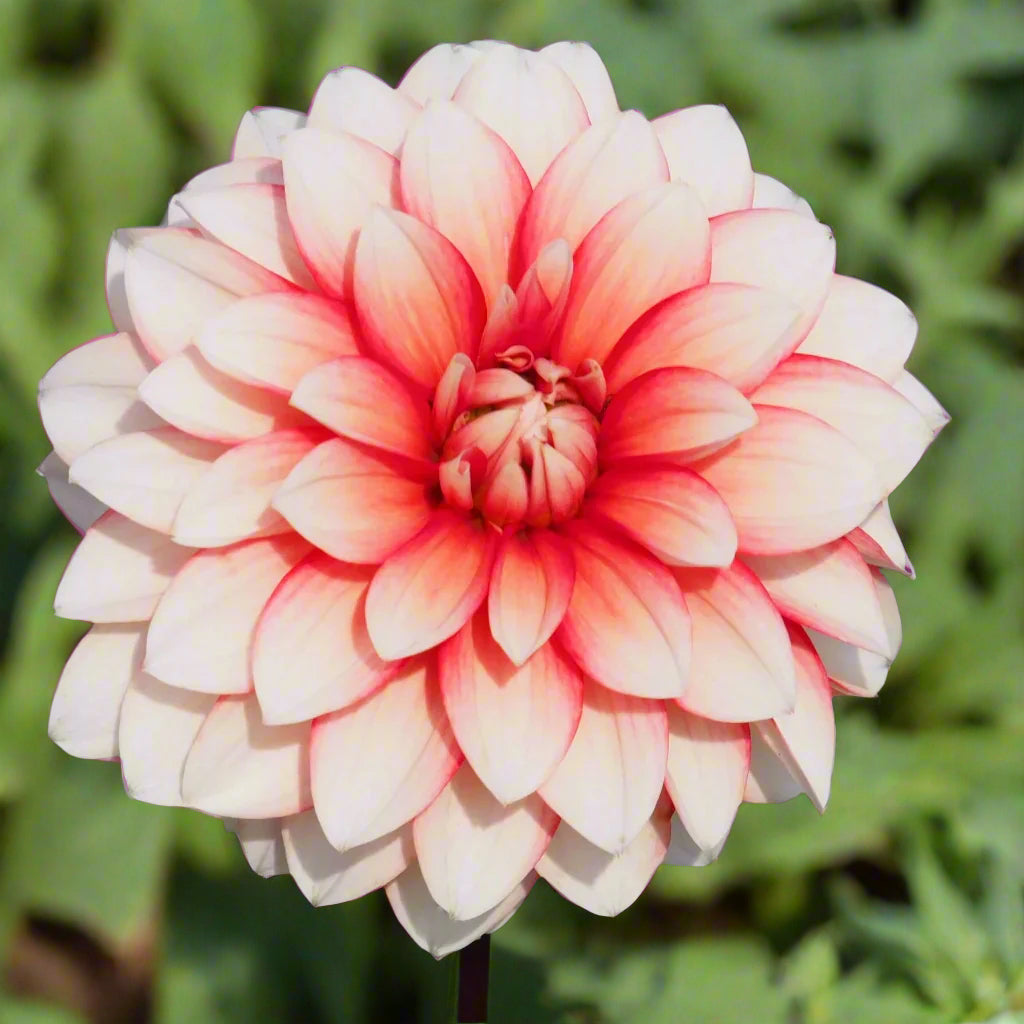 Dahlia Larry's Love