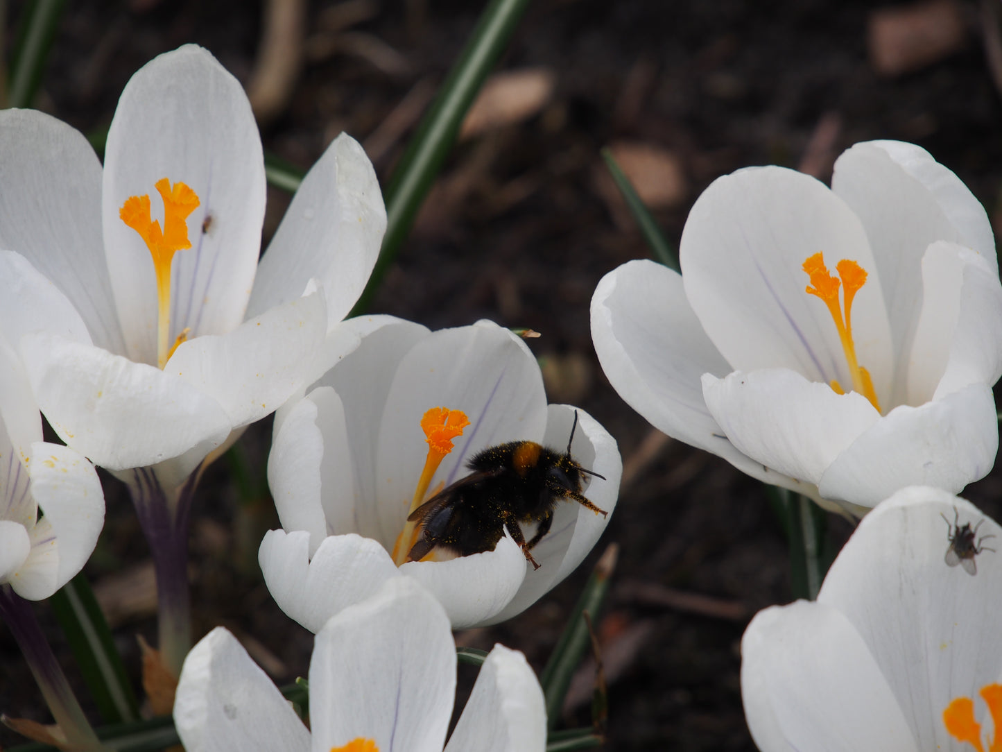 Crocus 'Jeanne d'Arc'