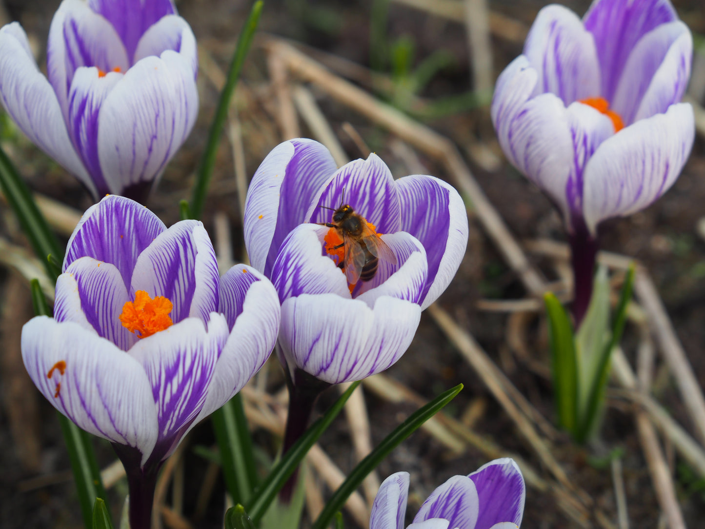 Crocus 'King of the Striped'