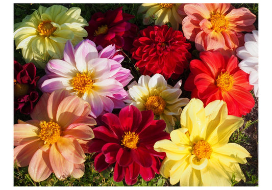 Caring for your dahlia's