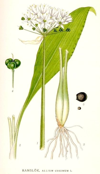 Allium ursinum (wild garlic, edible)