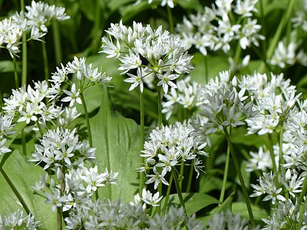 Allium ursinum (wild garlic, edible)