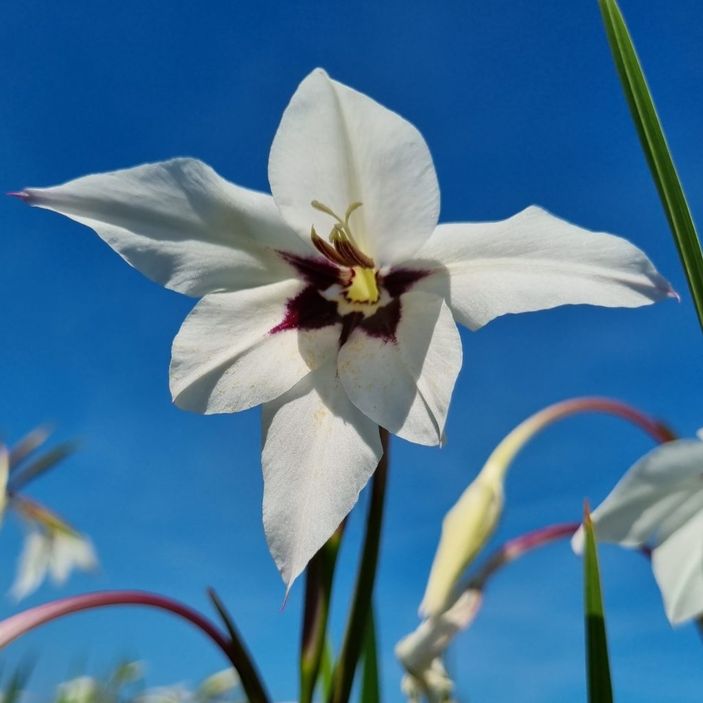 Acidanthera