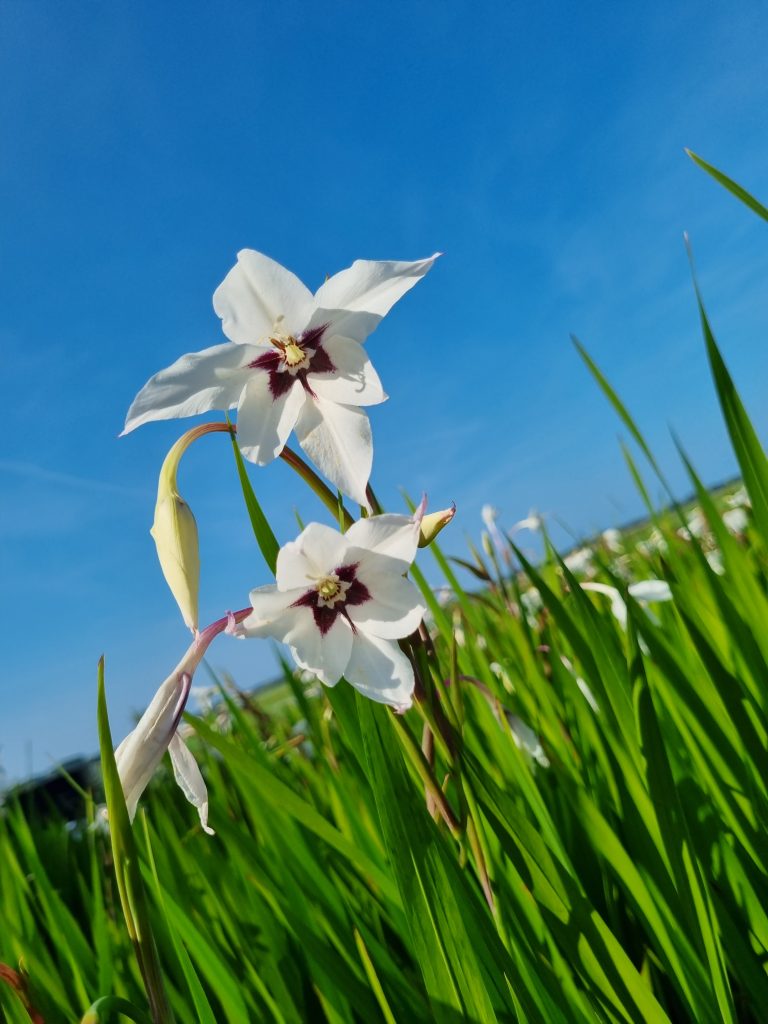 Acidanthera