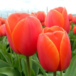 Tulipa 'Ad Rem’