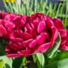 Tulipa Alison Bradley NEW