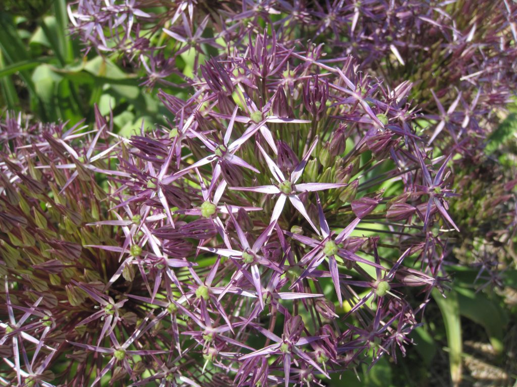 Allium Christophii