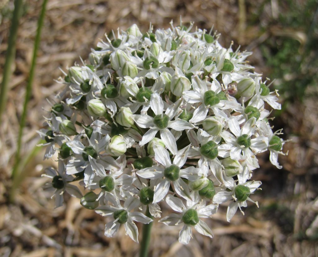 Allium stipitatum 'Mount Everest' (A)