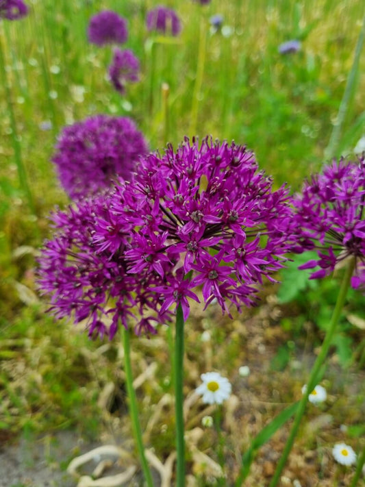 Allium 'Purple Rain'