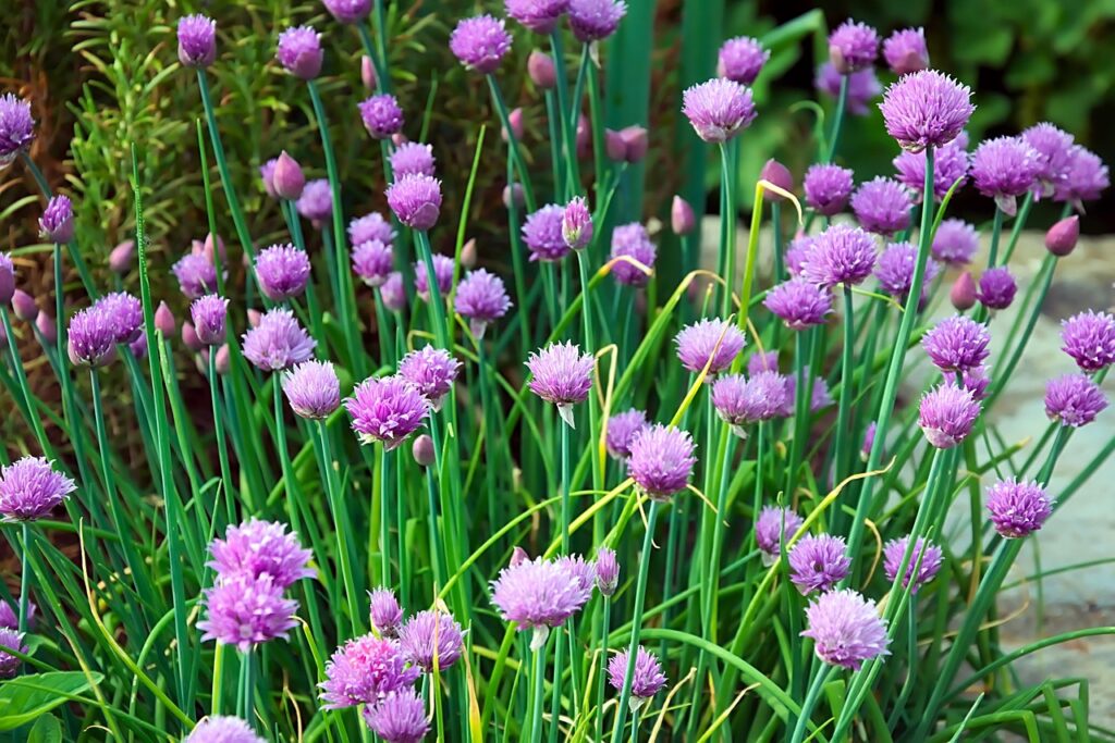 Allium schoenoprasum