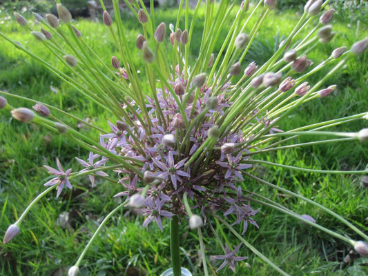 Allium 'Schubertii'