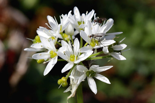 Allium tuberosum