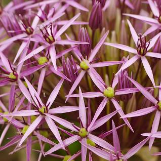 Allium Christophii