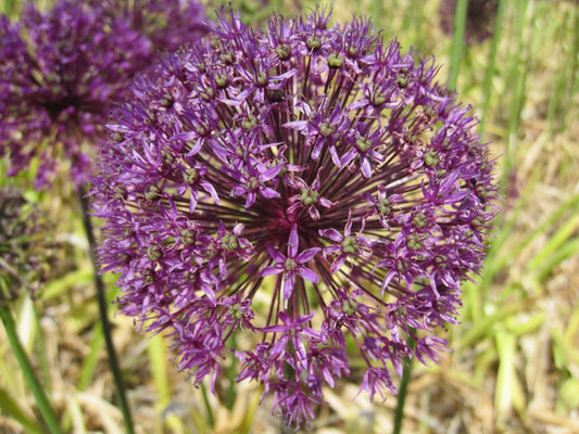 Allium Aflatunense 'Purple Sensation'