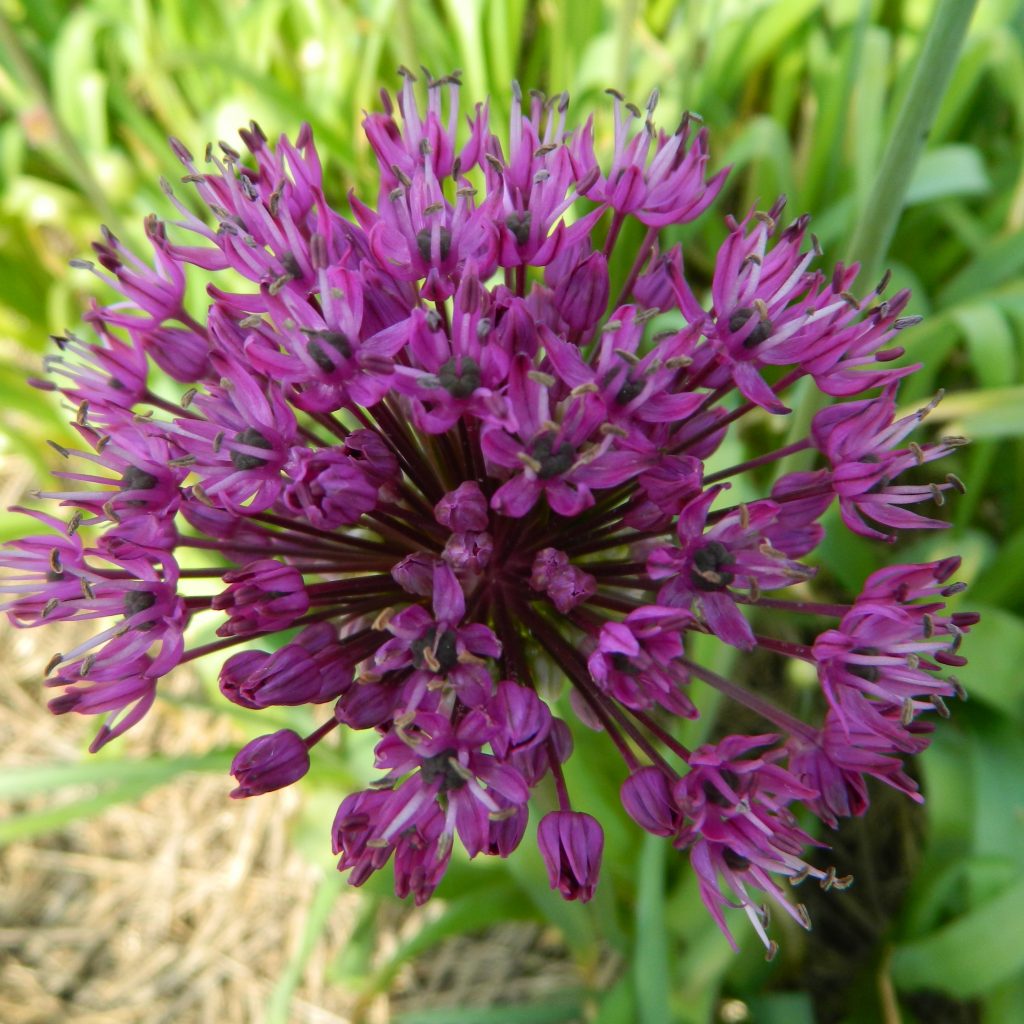 Allium Aflatunense 'Purple Sensation'