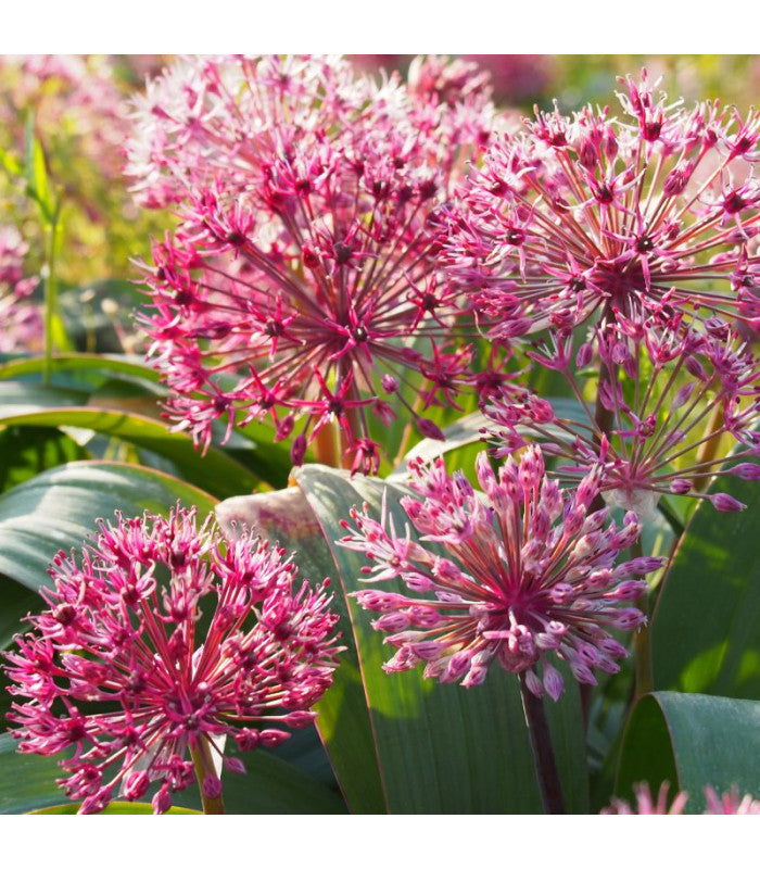 Allium karataviense 'Red Giant Star'