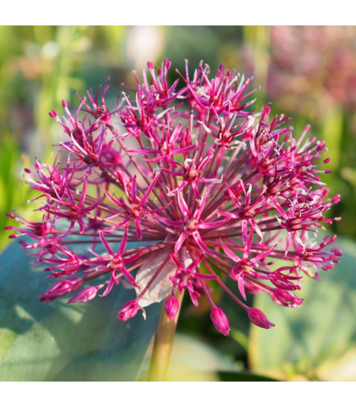 Allium karataviense 'Red Giant Star'