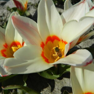 NEW: Tulipa Ancilla