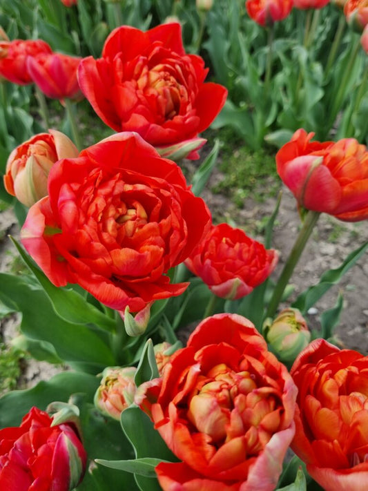 NEW: Tulipa Andante